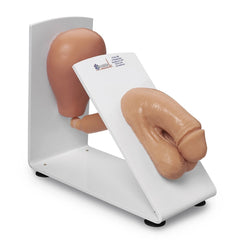 Heartsmart New Male Cath Model On Board