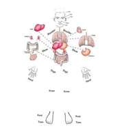 Skil-Care Human Anatomy Gel Maze