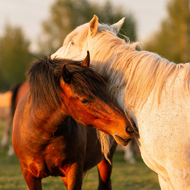 Veterinary Supplies