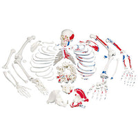 3B Scientific Anatomical Model, Disarticulated Painted Full Skeleton — for Anatomical Models in Clinical and Institutional Care