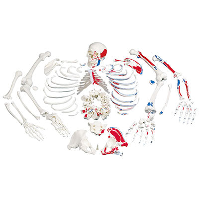 3B Scientific Anatomical Model, Disarticulated Painted Full Skeleton — for Anatomical Models in Clinical and Institutional Care