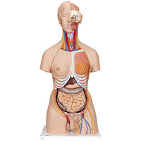 3B Scientific Anatomical Model, Deluxe Dual Sex Torso with Opened Back — for Anatomical Models in Clinical and Institutional Care