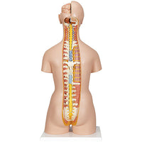 3B Scientific Anatomical Model, Deluxe Dual Sex Torso with Opened Back — for Anatomical Models in Clinical and Institutional Care