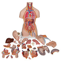 3B Scientific Anatomical Model, Deluxe Dual Sex Torso with Opened Back — for Anatomical Models in Clinical and Institutional Care