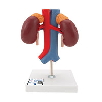 3B Scientific Anatomical Model, Human Kidneys Model with Vessels (2 Part), Includes 3B Smart Anatomy — for Anatomical Models in Clinical and Institutional Care