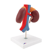 3B Scientific Anatomical Model, Human Kidneys Model with Vessels (2 Part), Includes 3B Smart Anatomy — for Anatomical Models in Clinical and Institutional Care