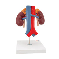 3B Scientific Anatomical Model, Human Kidneys Model with Vessels (2 Part), Includes 3B Smart Anatomy — for Anatomical Models in Clinical and Institutional Care