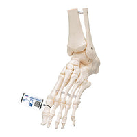 3B Scientific Anatomical Model, Foot and Ankle Skeleton, Elastic Mounted, Includes 3B Smart Anatomy — for Anatomical Models in Clinical and Institutional Care