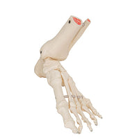 3B Scientific Anatomical Model, Foot and Ankle Skeleton, Elastic Mounted, Includes 3B Smart Anatomy — for Anatomical Models in Clinical and Institutional Care