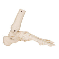 3B Scientific Anatomical Model, Foot and Ankle Skeleton, Elastic Mounted, Includes 3B Smart Anatomy — for Anatomical Models in Clinical and Institutional Care