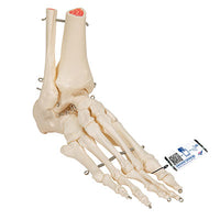 3B Scientific Anatomical Model, Human Foot and Ankle Skeleton, Wire Mounted, Includes 3B Smart Anatomy — for Anatomical Models in Clinical and Institutional Care