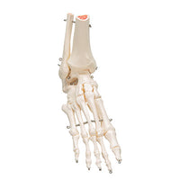 3B Scientific Anatomical Model, Human Foot and Ankle Skeleton, Wire Mounted, Includes 3B Smart Anatomy — for Anatomical Models in Clinical and Institutional Care