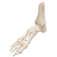 3B Scientific Anatomical Model, Human Foot and Ankle Skeleton, Wire Mounted, Includes 3B Smart Anatomy — for Anatomical Models in Clinical and Institutional Care