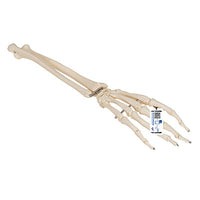 3B Scientific Anatomical Model, Human Hand Skeleton Model with Ulna and Radius, Wire Mounted, Includes 3B Smart Anatomy — for Anatomical Models in Clinical and Institutional Care