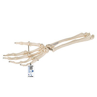 3B Scientific Anatomical Model, Human Hand Skeleton Model with Ulna and Radius, Wire Mounted, Includes 3B Smart Anatomy — for Anatomical Models in Clinical and Institutional Care
