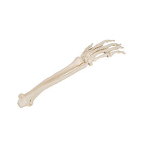 3B Scientific Anatomical Model, Human Hand Skeleton Model with Ulna and Radius, Wire Mounted, Includes 3B Smart Anatomy — for Anatomical Models in Clinical and Institutional Care