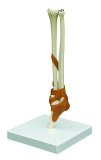 Rudiger Anatomie Functional Elbow Joint with Ligaments — for Anatomical Models in Clinical and Institutional Care