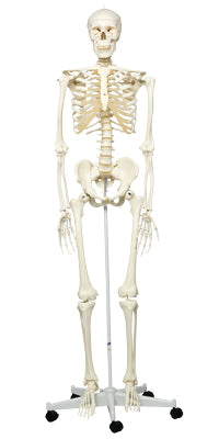 3B Scientific Anatomical Model - Stan the classic skeleton on roller stand - Includes 3B Smart Anatomy — for Anatomical Models in Clinical and Institutional Care