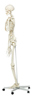 3B Scientific Anatomical Model - Stan the classic skeleton on roller stand - Includes 3B Smart Anatomy — for Anatomical Models in Clinical and Institutional Care