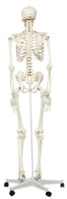 3B Scientific Anatomical Model - Stan the classic skeleton on roller stand - Includes 3B Smart Anatomy — for Anatomical Models in Clinical and Institutional Care