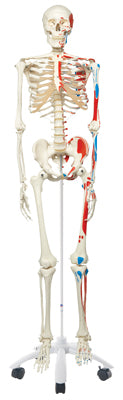 3B Scientific Anatomical Model - Max the muscle skeleton on roller stand - Includes 3B Smart Anatomy — for Anatomical Models in Clinical and Institutional Care