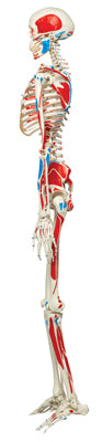 3B Scientific Anatomical Model - Max the muscle skeleton on roller stand - Includes 3B Smart Anatomy — for Anatomical Models in Clinical and Institutional Care