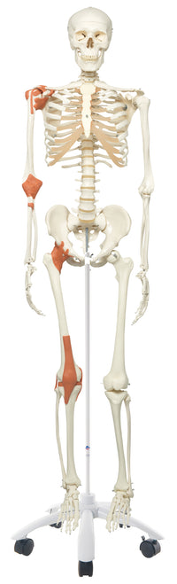 3B Scientific Anatomical Model - Leo the ligament skeleton on roller stand - Includes 3B Smart Anatomy — for Anatomical Models in Clinical and Institutional Care