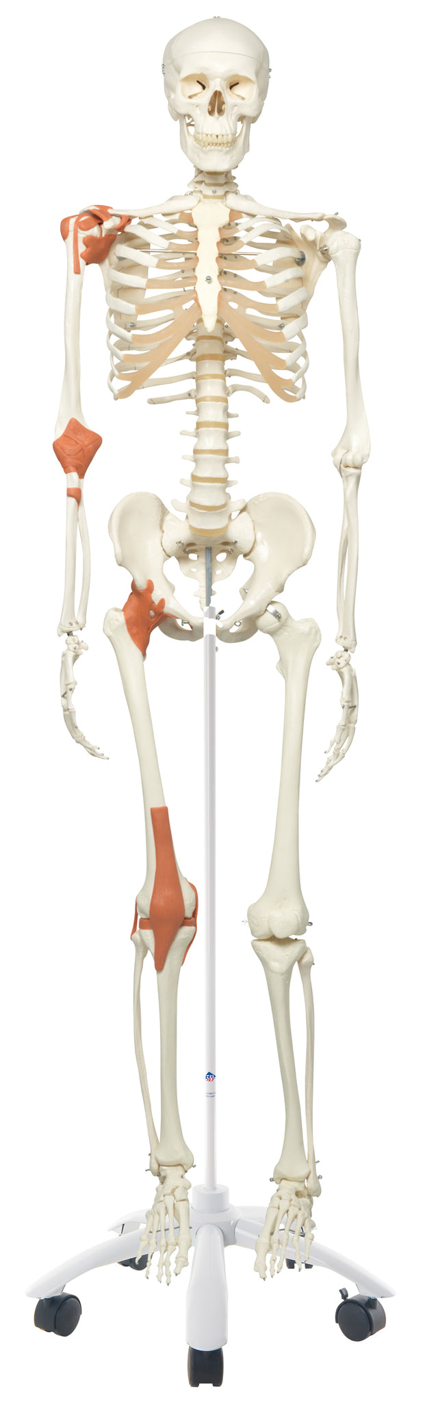 3B Scientific Anatomical Model - Leo the ligament skeleton on roller stand - Includes 3B Smart Anatomy — for Anatomical Models in Clinical and Institutional Care