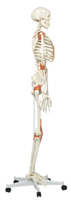 3B Scientific Anatomical Model - Leo the ligament skeleton on roller stand - Includes 3B Smart Anatomy — for Anatomical Models in Clinical and Institutional Care