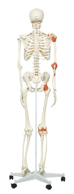 3B Scientific Anatomical Model - Leo the ligament skeleton on roller stand - Includes 3B Smart Anatomy — for Anatomical Models in Clinical and Institutional Care