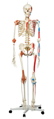 3B Scientific Anatomical Model - Sam the super skeleton on roller stand - Includes 3B Smart Anatomy — for Anatomical Models in Clinical and Institutional Care