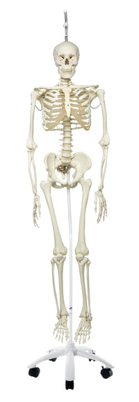 3B Scientific Anatomical Model - Phil the physiological skeleton on hanging roller stand - Includes 3B Smart Anatomy — for Anatomical Models in Clinical and Institutional Care