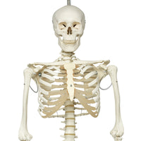 3B Scientific Anatomical Model - Phil the physiological skeleton on hanging roller stand - Includes 3B Smart Anatomy — for Anatomical Models in Clinical and Institutional Care