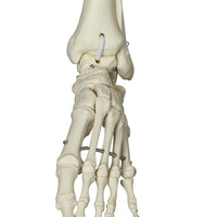 3B Scientific Anatomical Model - Phil the physiological skeleton on hanging roller stand - Includes 3B Smart Anatomy — for Anatomical Models in Clinical and Institutional Care
