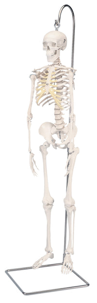 3B Scientific Anatomical Model - Shorty the mini skeleton on hanging stand - Includes 3B Smart Anatomy — for Anatomical Models in Clinical and Institutional Care