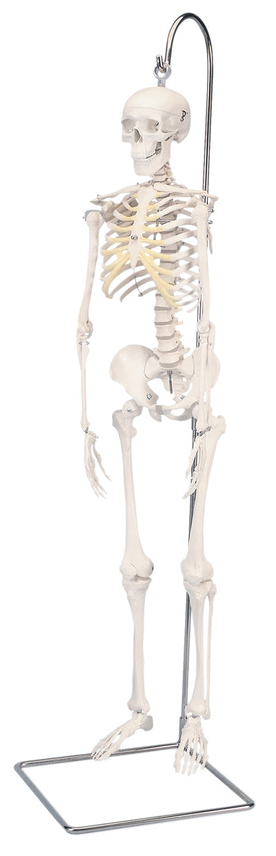 3B Scientific Anatomical Model - Shorty the mini skeleton on hanging stand - Includes 3B Smart Anatomy — for Anatomical Models in Clinical and Institutional Care