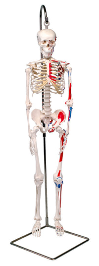 3B Scientific Anatomical Model - Shorty the mini skeleton with muscles on hanging stand - Includes 3B Smart Anatomy — for Anatomical Models in Clinical and Institutional Care
