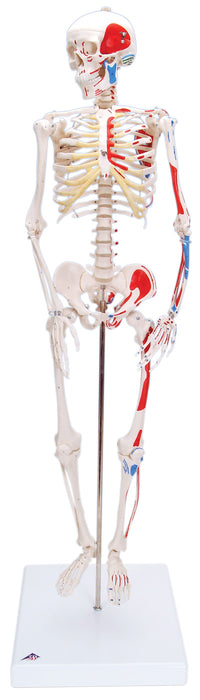 3B Scientific Anatomical Model - Shorty the mini skeleton with muscles on mounted base - Includes 3B Smart Anatomy — for Anatomical Models in Clinical and Institutional Care