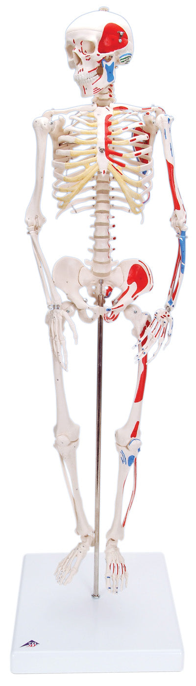 3B Scientific Anatomical Model - Shorty the mini skeleton with muscles on mounted base - Includes 3B Smart Anatomy — for Anatomical Models in Clinical and Institutional Care