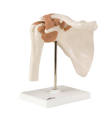 3B Scientific Anatomical Model - functional shoulder joint - Includes 3B Smart Anatomy — for Anatomical Models in Clinical and Institutional Care