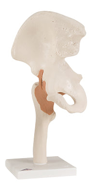 3B Scientific Anatomical Model - functional hip joint - Includes 3B Smart Anatomy — for Anatomical Models in Clinical and Institutional Care