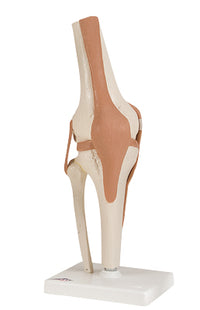 3B Scientific Anatomical Model - functional knee joint - Includes 3B Smart Anatomy — for Anatomical Models in Clinical and Institutional Care