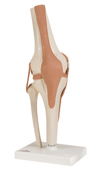 3B Scientific Anatomical Model - functional knee joint - Includes 3B Smart Anatomy — for Anatomical Models in Clinical and Institutional Care
