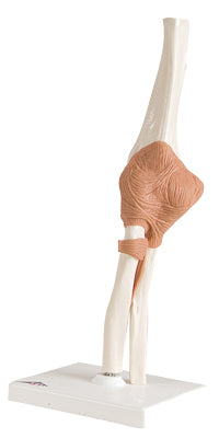 3B Scientific Anatomical Model - functional elbow joint - Includes 3B Smart Anatomy — for Anatomical Models in Clinical and Institutional Care