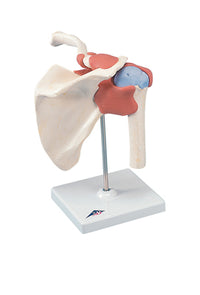 3B Scientific Anatomical Model - functional shoulder joint, deluxe - Includes 3B Smart Anatomy — for Anatomical Models in Clinical and Institutional Care