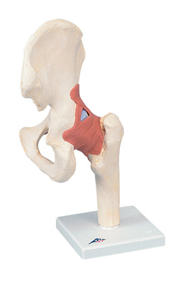 3B Scientific Anatomical Model - functional hip joint, deluxe - Includes 3B Smart Anatomy — for Anatomical Models in Clinical and Institutional Care