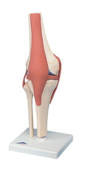 3B Scientific Anatomical Model - functional knee joint, deluxe - Includes 3B Smart Anatomy — for Anatomical Models in Clinical and Institutional Care