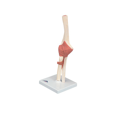 3B Scientific Anatomical Model - functional elbow joint, deluxe - Includes 3B Smart Anatomy — for Anatomical Models in Clinical and Institutional Care