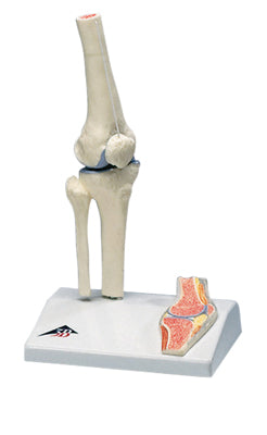 3B Scientific Anatomical Model - mini knee joint with cross section of bone on base - Includes 3B Smart Anatomy — for Anatomical Models in Clinical and Institutional Care