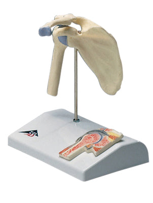 3B Scientific Anatomical Model - mini shoulder joint with cross section of bone on base - Includes 3B Smart Anatomy — for Anatomical Models in Clinical and Institutional Care